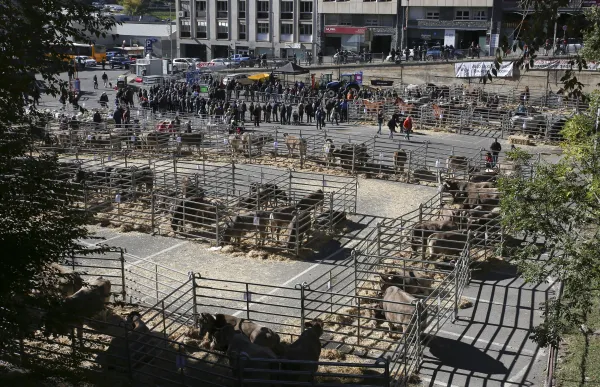 p._08.1_fira_bestiar_general_-_facundo_santana