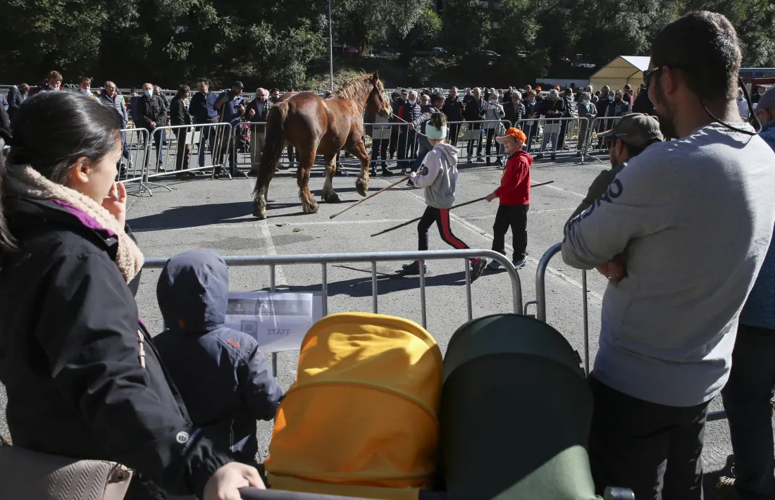 Un dels cavalls participants en la fira concurs d’Andorra la Vella passeja davant del públic, ahir.