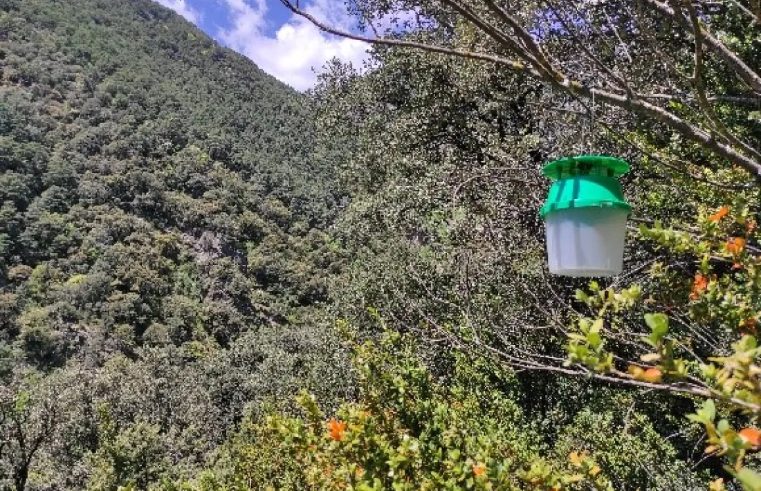 La trampa que es va instal·lar a Fontaneda.