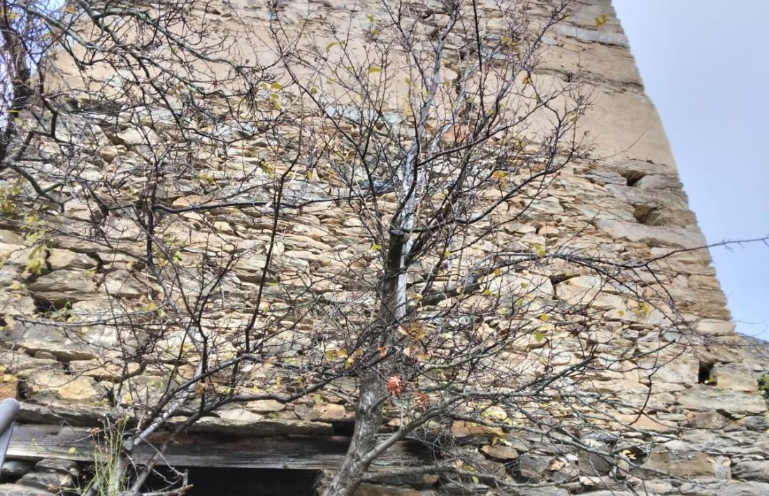 L’arbre que neix a l’interior del colomer i que surt per la porta pressiona sobre el mur i posa en risc la integritat de l’estructura. A dintre de colomer hi creixen dos arbres més. Avui només queda un mur sencer; Canturri encara en va documentar dos, i un tercer quasi íntegre.