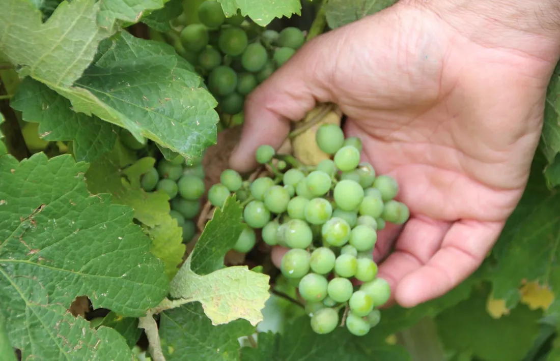 Raïm d'una vinya d'Andorra.