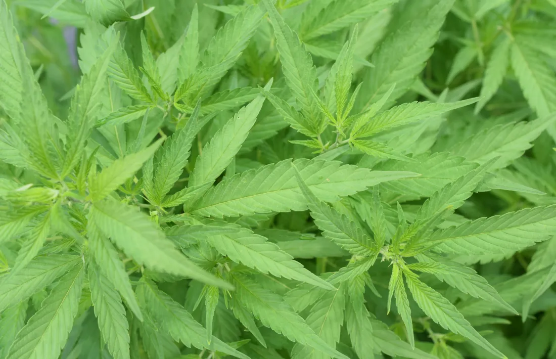 El cultiu de cànnabis per a ús terapèutic permet extreure compostos químics com el THC per a tractaments diversos.