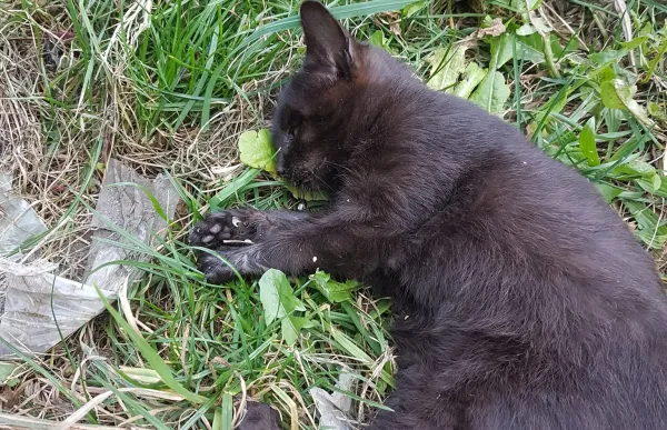 p._11_1._gat_mort_-_c._f