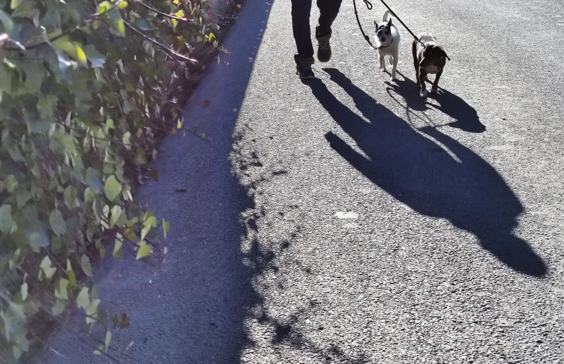 Una persona passeja dos gossos.