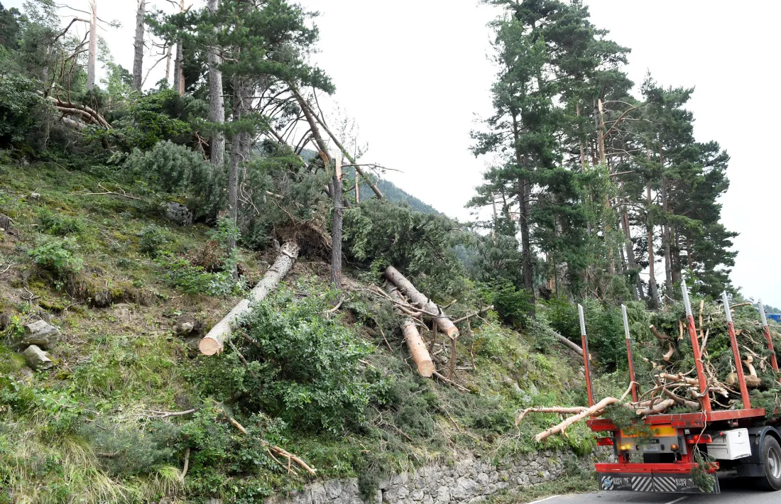 Arbres trencats entre la Comella i la Plana després de la tempesta.