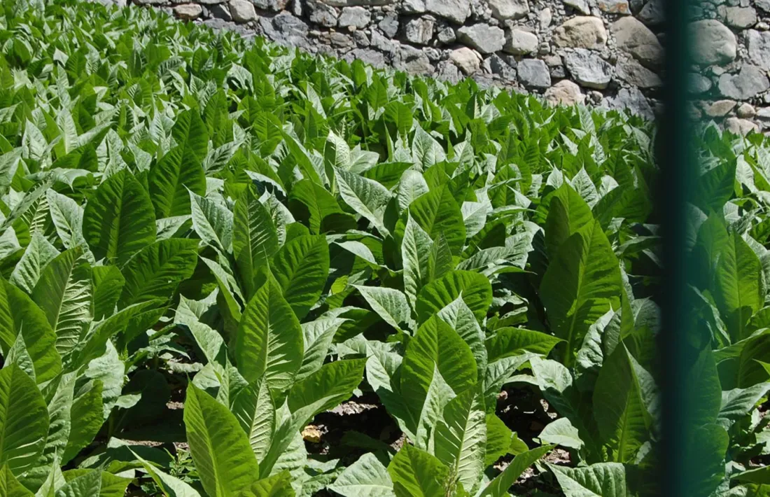 Una plantació de tabac.