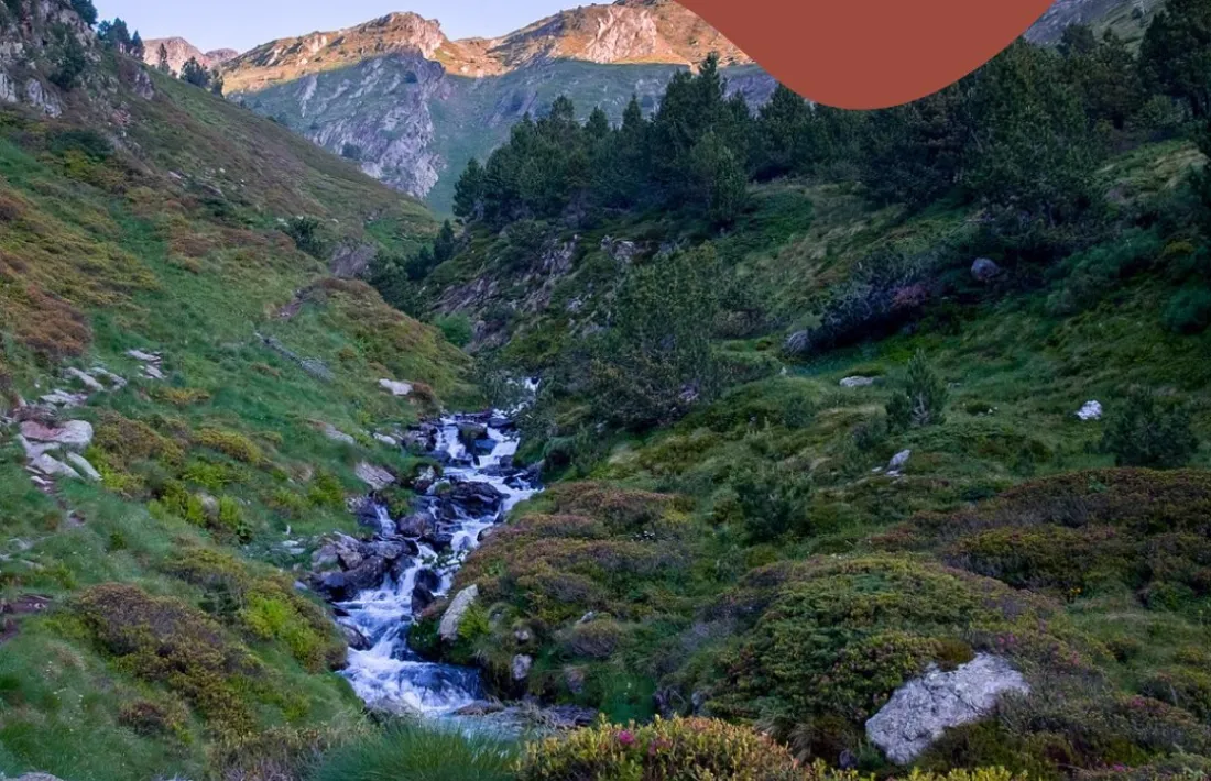 Les molleres acullen el 33% de les espècies vegetals d'Andorra.