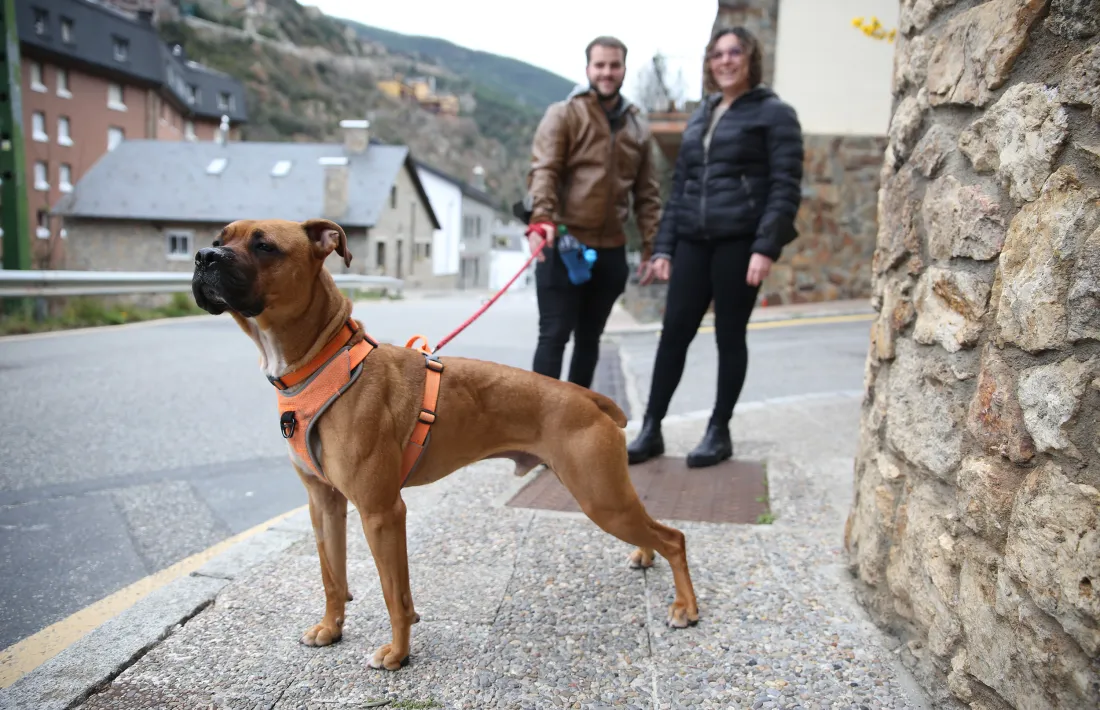 El gos Simba que des de finals de desembre es troba en una de les cases d’acollida de l’associació.