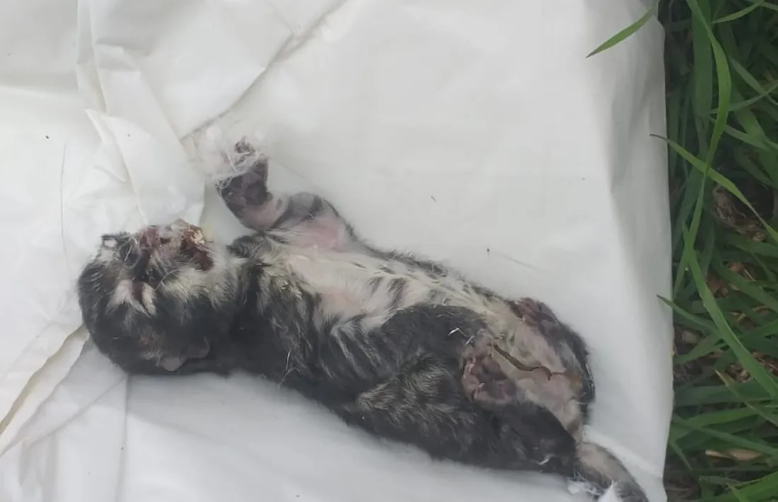 L’últim gatet que va trobar mort una de les voluntàries a la colònia de l’aparcament del Falgueró.