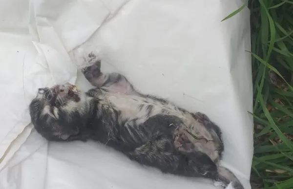 p._08_1._gat_mort_-_c._f_0