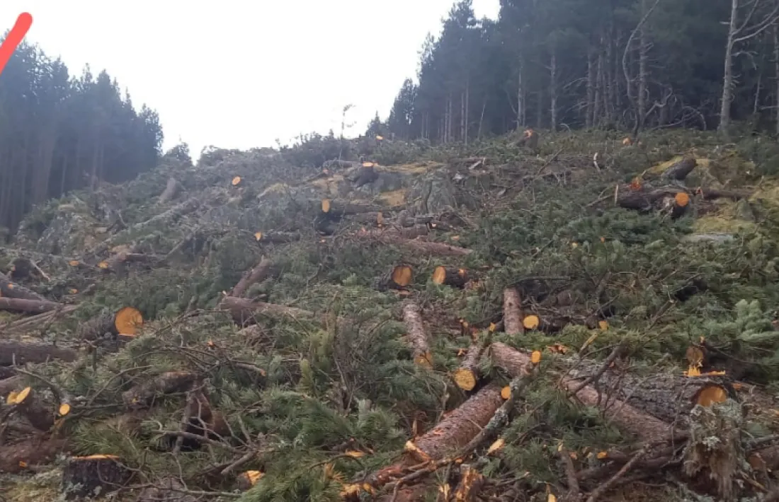 El traçat de la línia d’alta tensió des de la pilona número 25. El roc de les Bruixes es troba un centenar de metres més avall, en la direcció de la fletxa vermella.