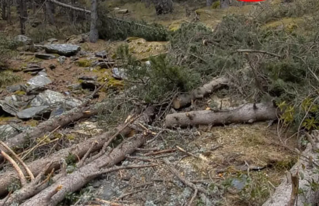 Troncs caiguts a la zona pròxima a l’entorn de protecció (en vermell, el jaciment).