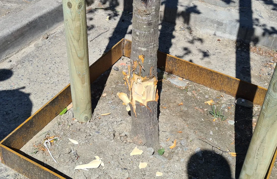 Un dels exemplars atacats. 