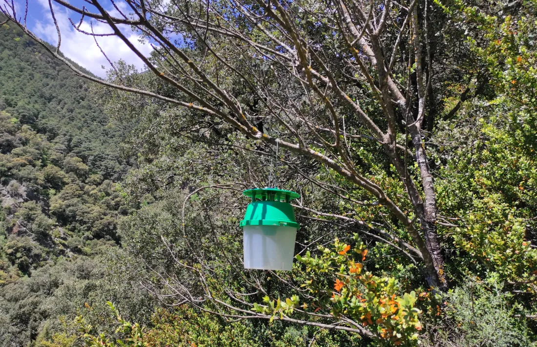 Una de les trampes utilitzades per atrapar-la.