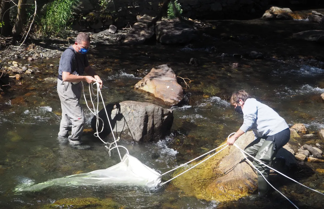 La captura de les truites es va fer amb el mètode de pesca elèctrica. A la imatge la primera, realitzada el 4 de setembre del 2020.