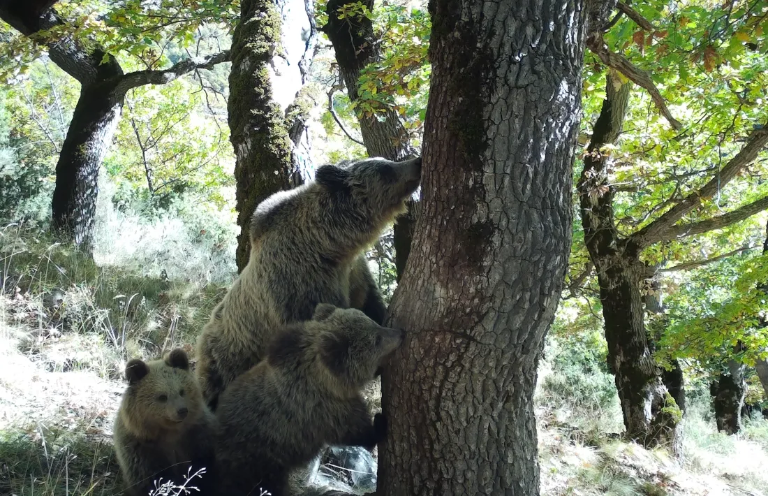 Imatge d'un dels exemplars seguits al projecte LoupO.