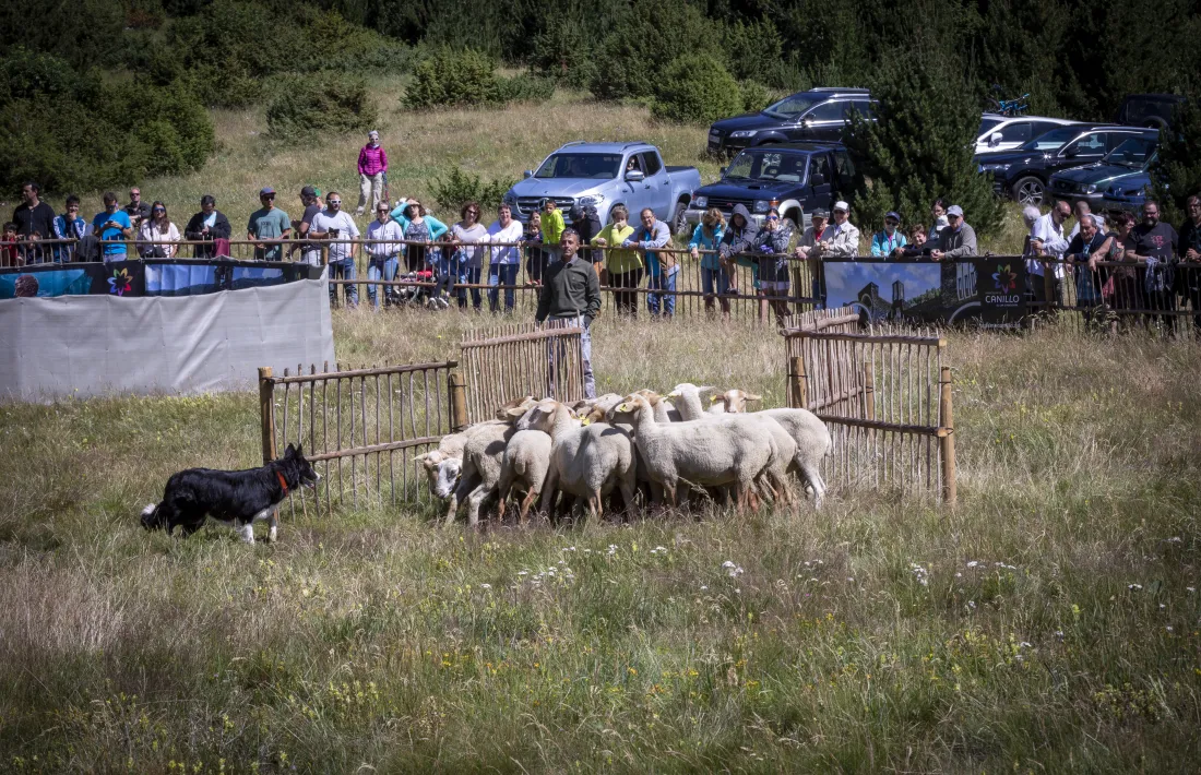 Un gos d'atura guardant el ramat d'ovelles.