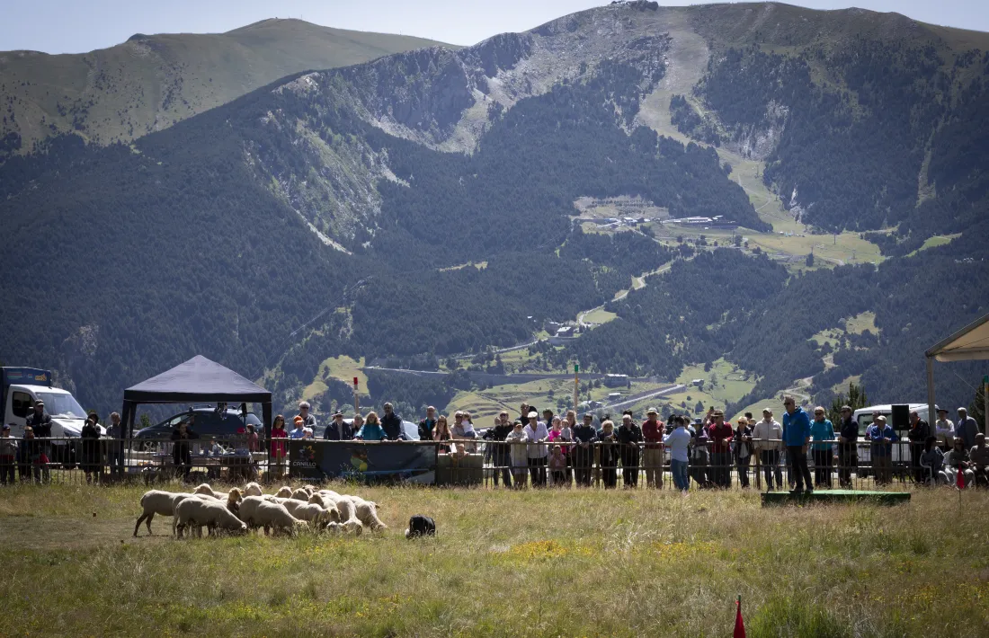 La pandèmia no va permetre celebrar el concurs.