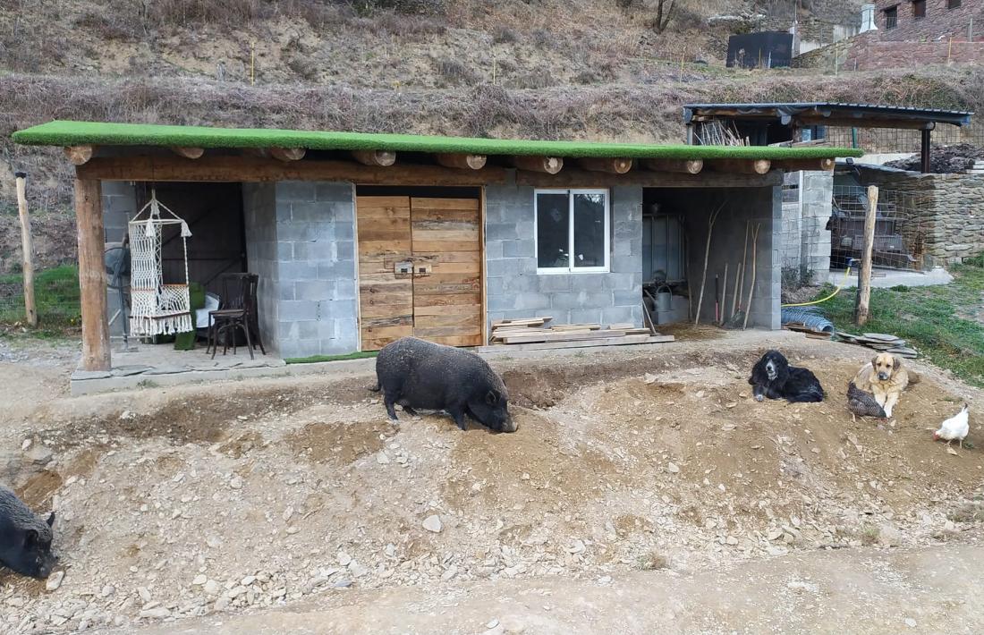 Porquets vietnamites, bestiola poc aconsellable com a animal domèstic, conviuen aquí amb gossos, gallines, èquids i altres espècies. 