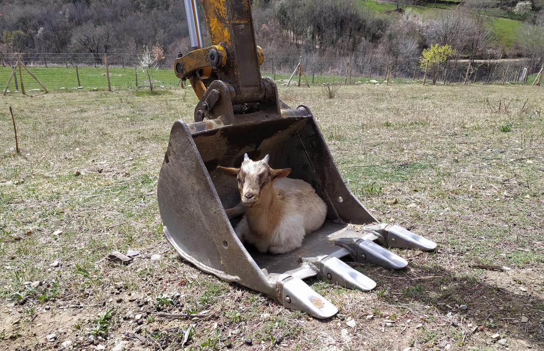 Els animals hi troben un lloc on viure a recer.