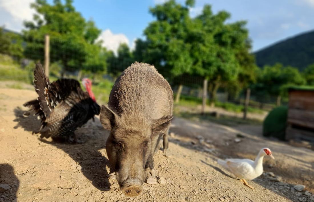 Els porcs vietnamites realment no són adients com a mascotes domèstiques. 