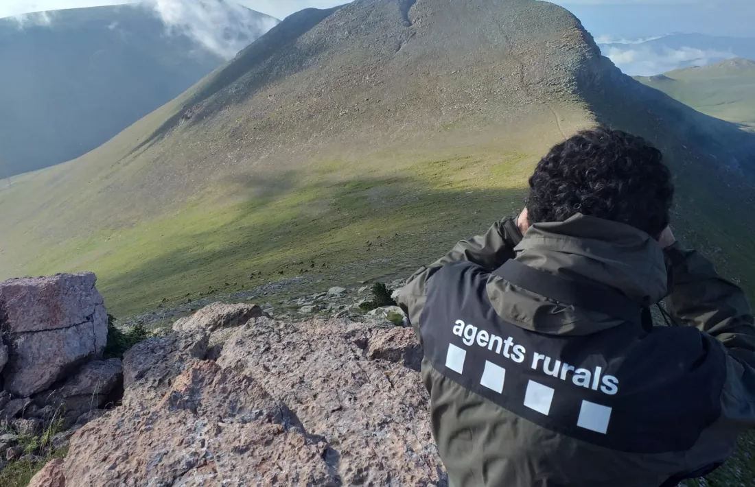 Actualment són més de 2.000 exemplars d'isards censats els darrers anys. 