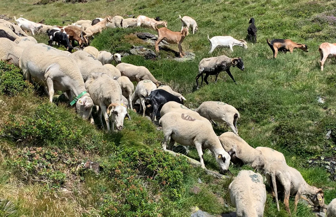 Aquest és el tercer any que el ramat d’ovelles es desplaça a la zona del Comapedrosa.