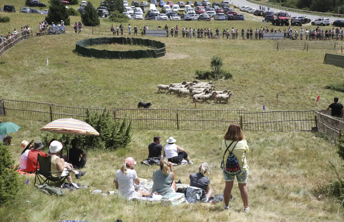 Més d’un centenar de persones es va aplegar ahir per veure la 32a edició de gossos d’atura de Canillo als Planells del Mereig.