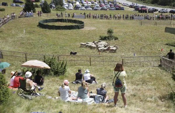 p._10_gossos_d-atura_-_facundo_santana