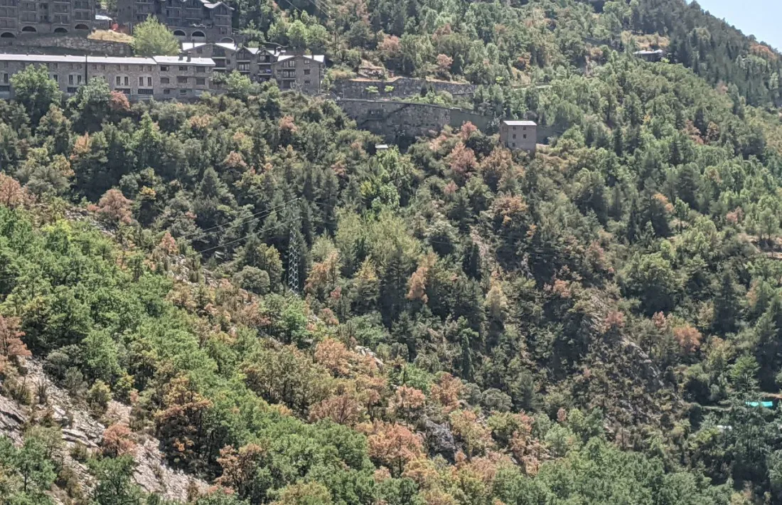 Arbres amb tons marronosos, la setmana passada, a la zona de Nagol.