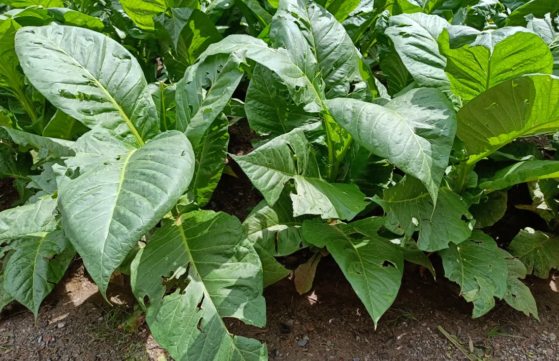 Plantes de tabac malmeses per la pedra en un camp de la zona sud de la Massana.