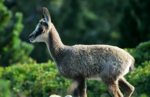 p._03_cabrit_disard_-_cos_de_banders