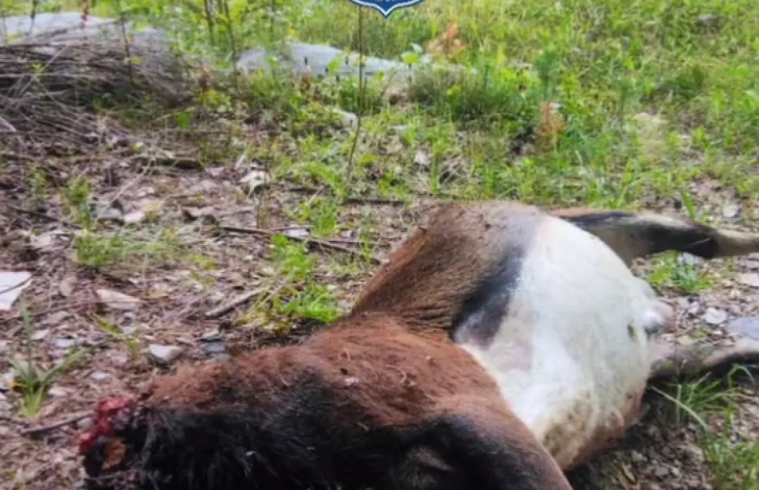 El cos sense vida de l'animal s'ha trobat a una zona del Bosc Viu d'Ordino.