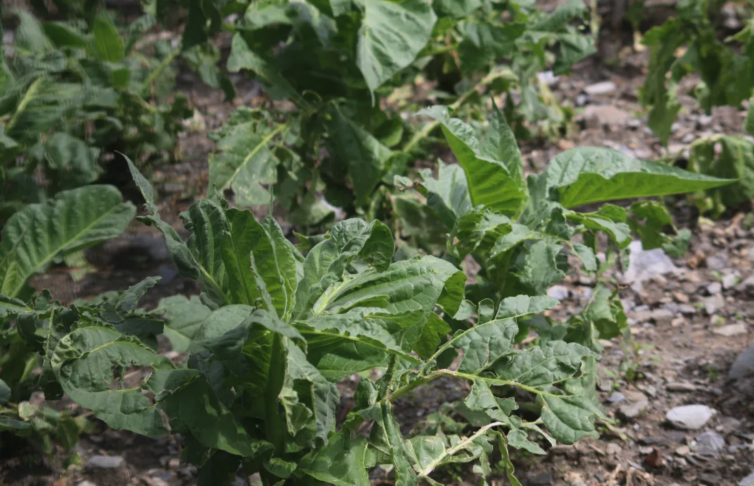 Plantes de tabac molt malmeses per les pedregades en un camp de Canillo.