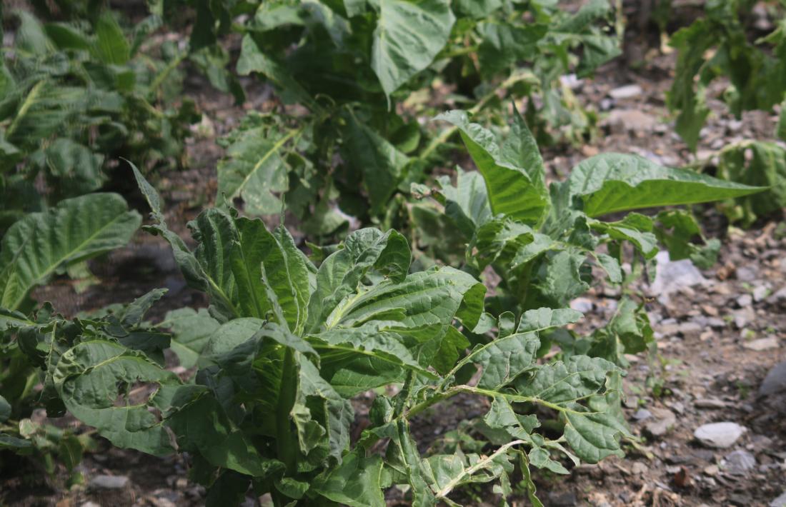 Plantes de tabac molt malmeses per les pedregades en un camp de Canillo.