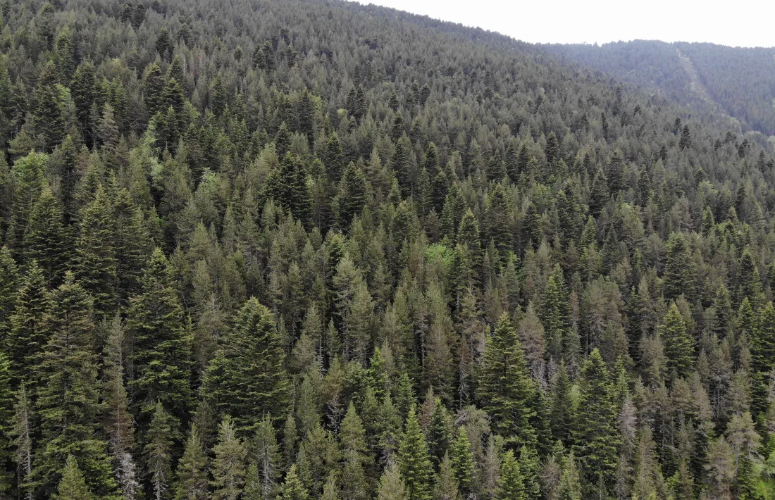 Els arbres de fulla plana ja han entrat en període d’hibernació a les zones baixes del Principat.