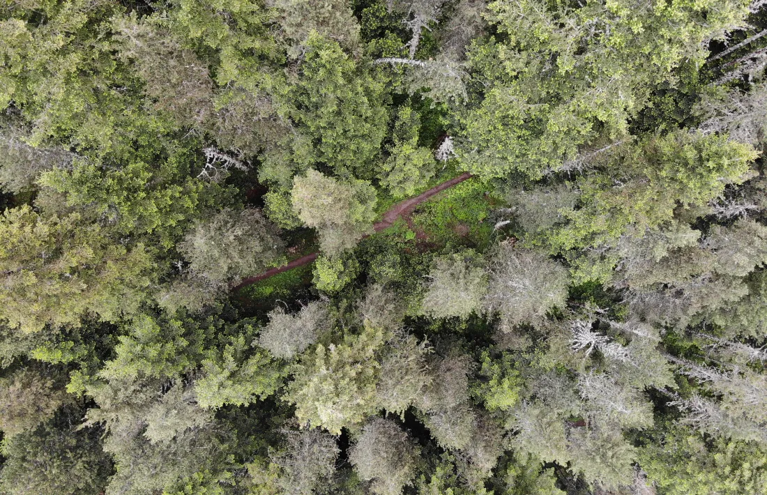 L’Inventari Forestal Nacional té com a objectiu monitorar l’estat dels boscos a llarg termini. 