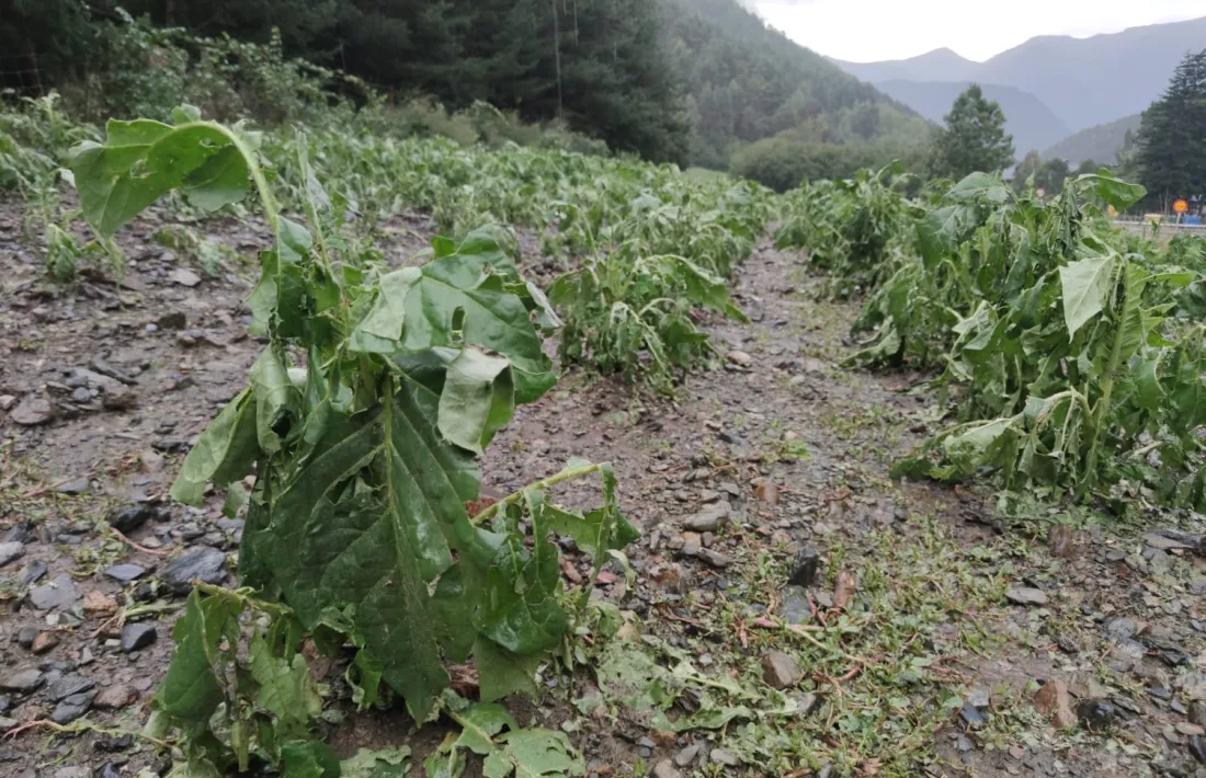 Una plantació de tabac d’Erts afectada per les tempestes del cap de setmana.