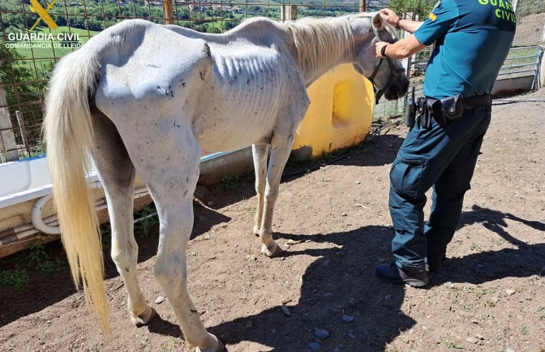 Una egua presentava el pitjor estat, amb lesions visibles i caquèxia extrema. 