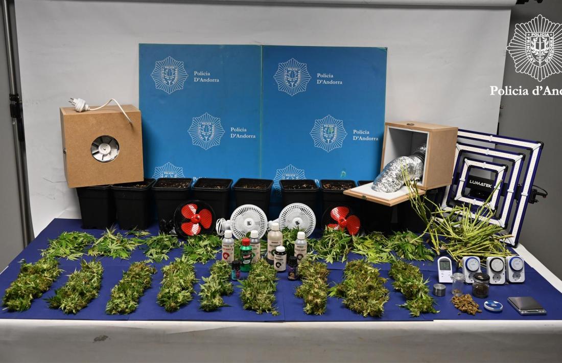 Les plantes i material que va trobar la policia al pis.