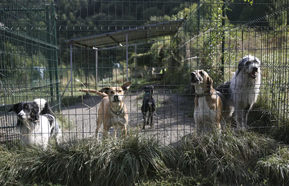 Imatge d'arxiu d'uns gossos en un tancat de la gossera.