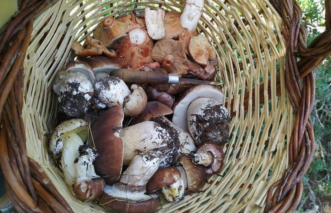 Els ceps i els rovellons estan sent els bolets més trobats aquest inici de la temporada. 
