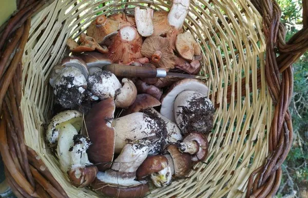 p._10_bolets_-_jose_silva