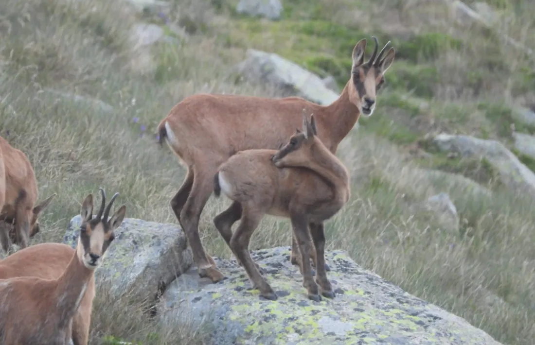 Isards vistos durant un dels recomptes del Cos de Banders.