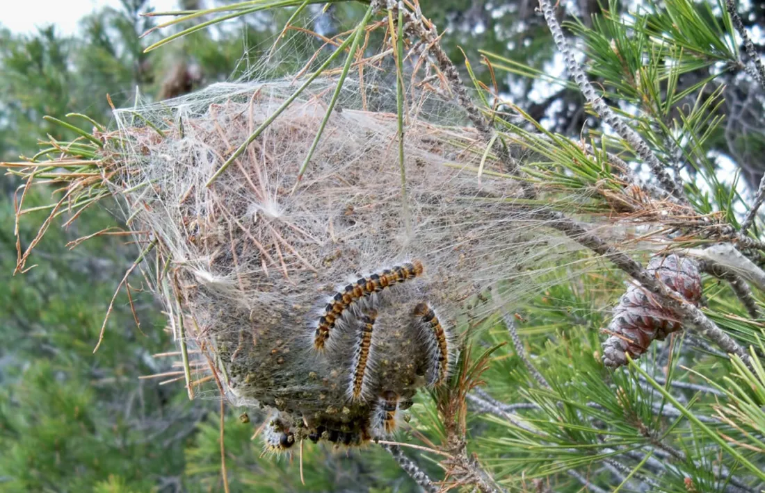 Avui han començat les tasques de la campanya de control de la processionària.