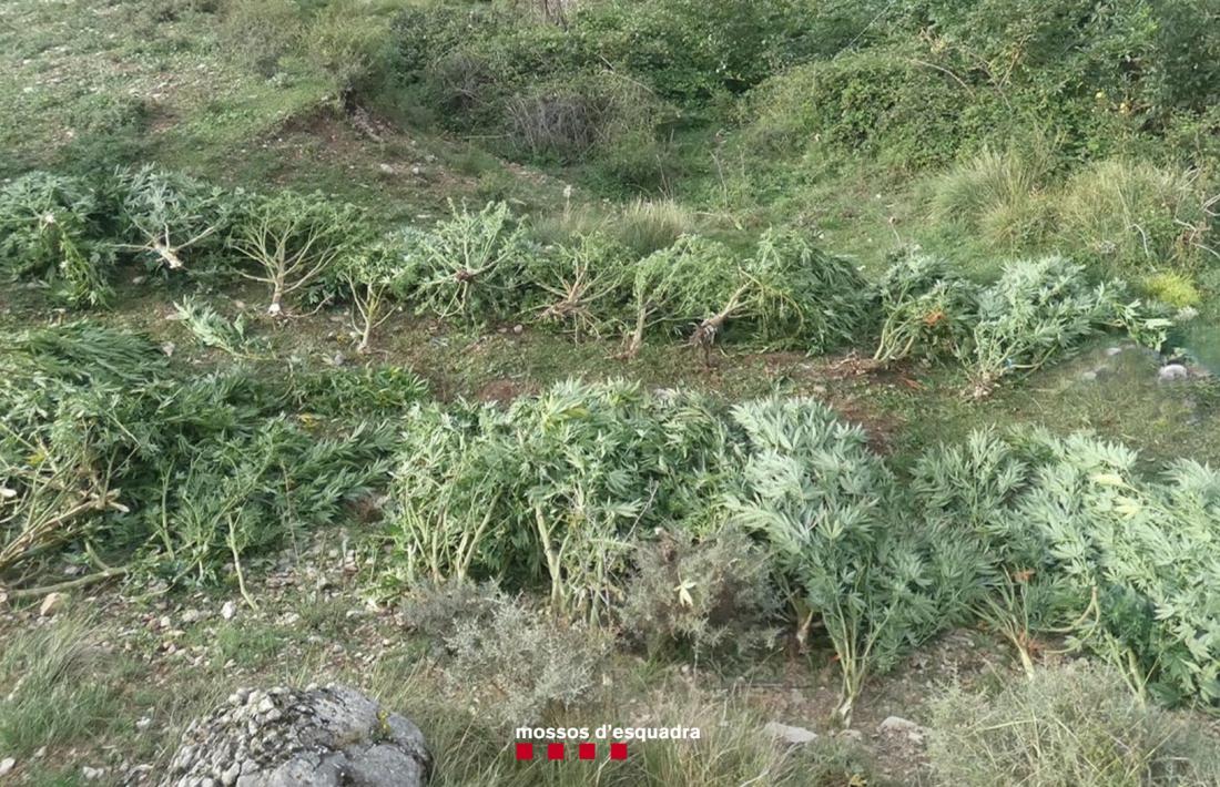 Les plantes requisades pesen més de 300 quilos. 