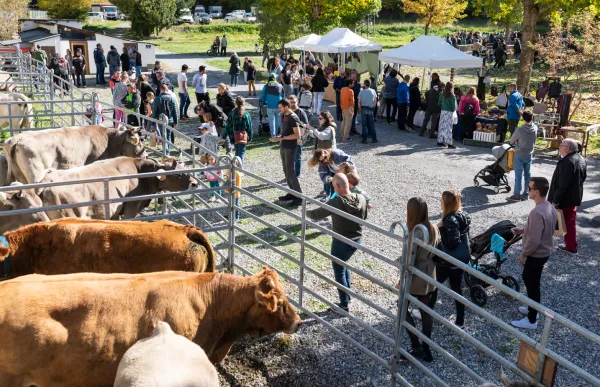 p._10_1_bestiar_bona