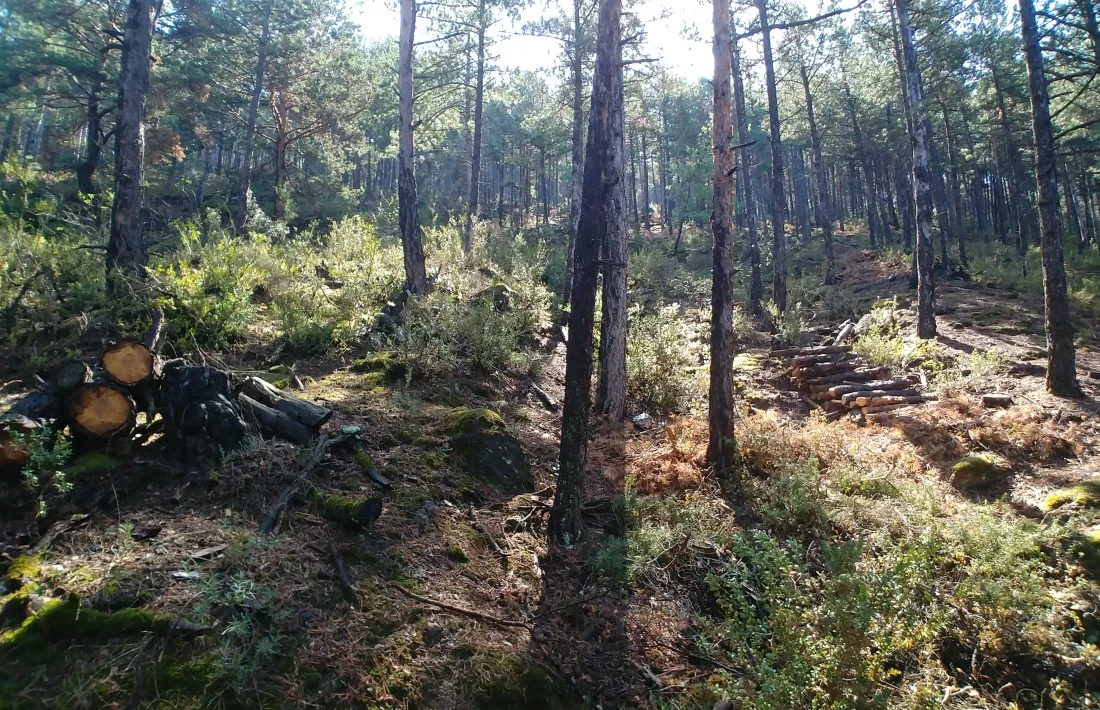 La zona on s'ha dut a terme l'actuació. 