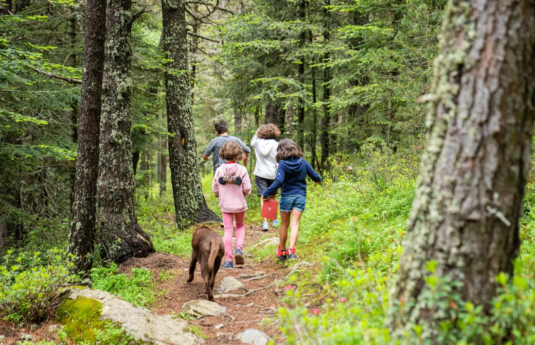 El bosc dels Menairons.