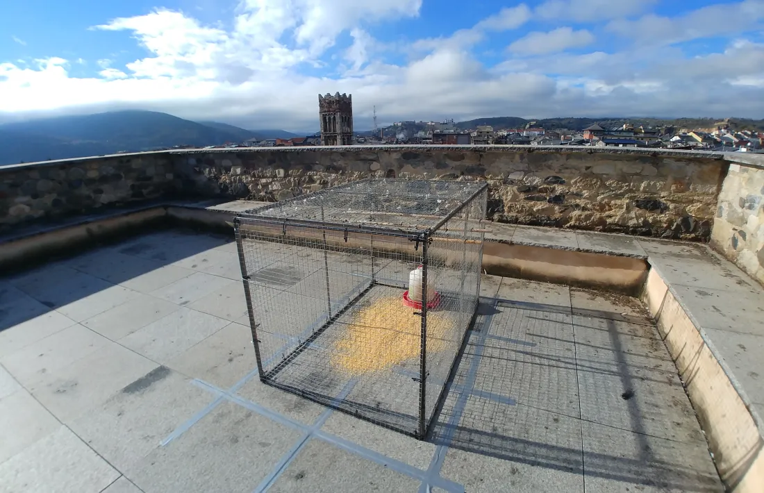 La gàbia instal·lada a la catedral. 